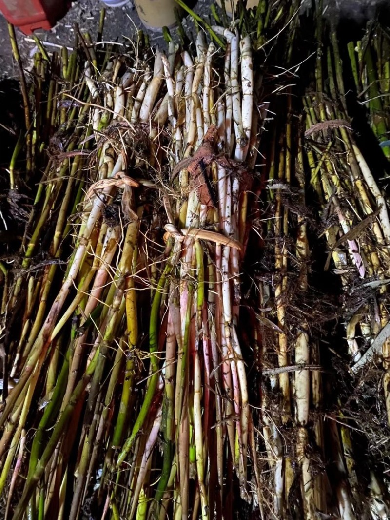微山湖汉泽水生植物种植园产地直销芦苇苗