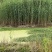 微山湖汉泽水生植物种植园产地直销芦苇苗