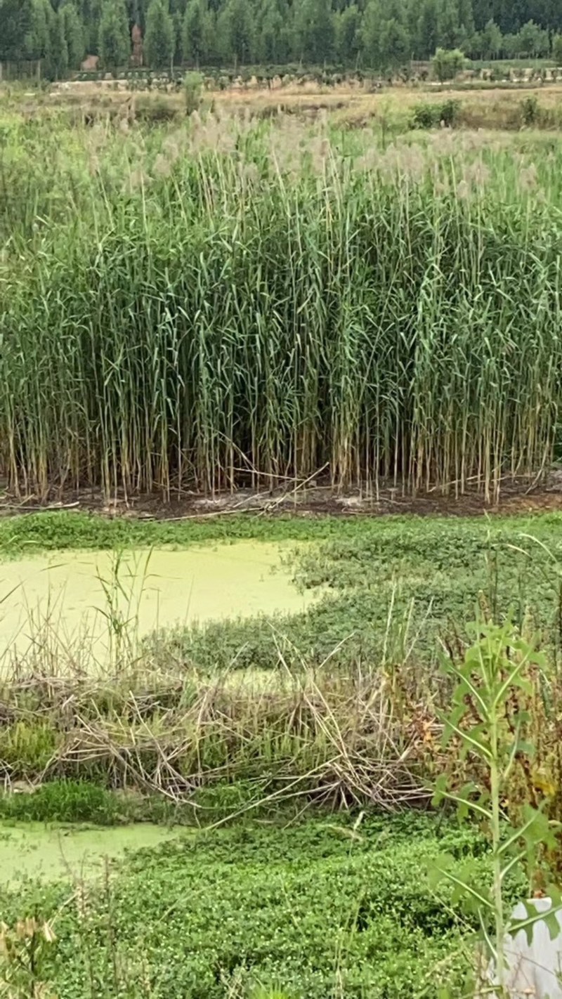 微山湖汉泽水生植物种植园产地直销芦苇苗