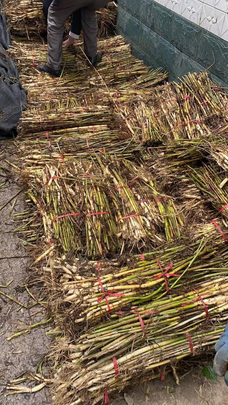 微山湖汉泽水生植物种植园产地直销芦苇苗