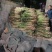 微山湖汉泽水生植物种植园产地直销芦苇苗