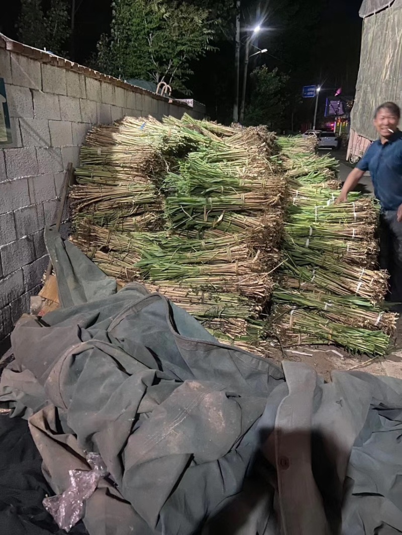 微山湖汉泽水生植物种植园产地直销芦苇苗