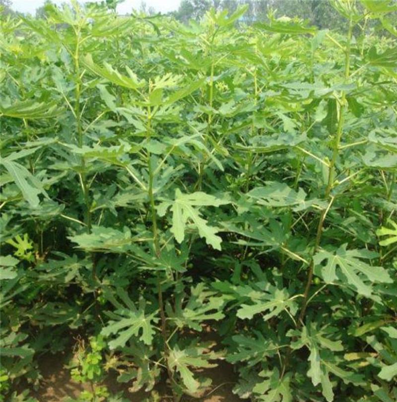 无花果树苗盆栽地栽无花果苗南方北方种植无花果小苗