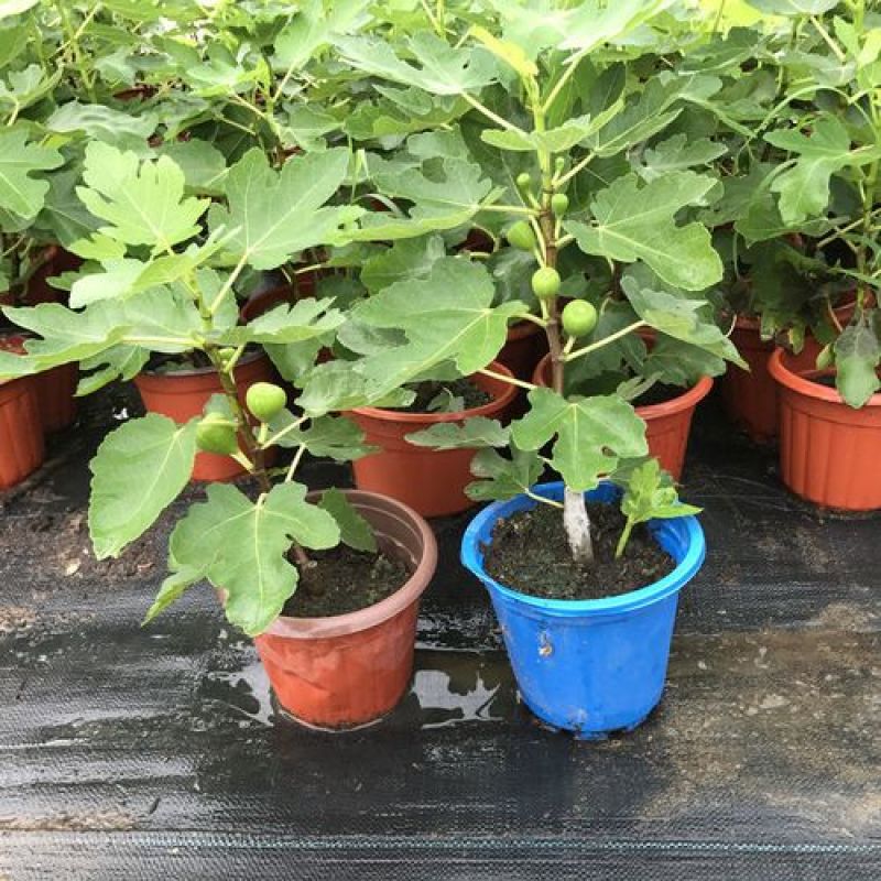 无花果树苗盆栽地栽无花果苗南方北方种植无花果小苗