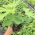 无花果树苗盆栽地栽无花果苗南方北方种植无花果小苗