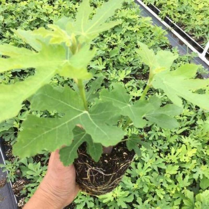 无花果树苗盆栽地栽无花果苗南方北方种植无花果小苗