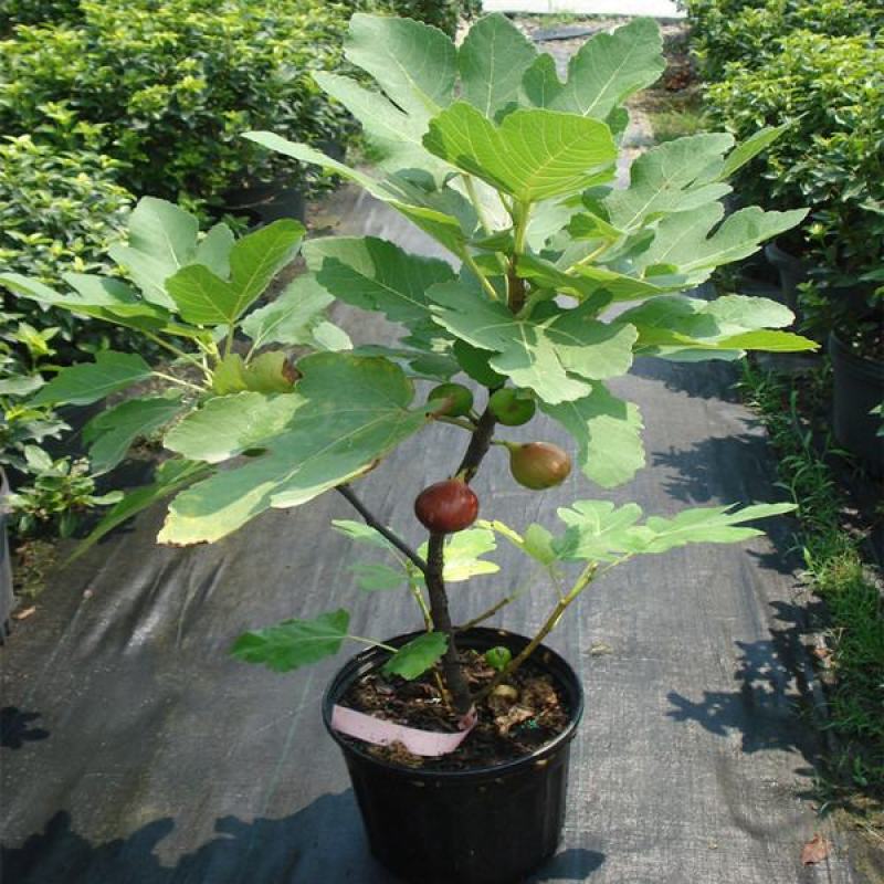 无花果树苗盆栽地栽无花果苗南方北方种植无花果小苗