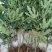 无花果树苗盆栽地栽无花果苗南方北方种植无花果小苗