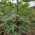 无花果树苗盆栽地栽无花果苗南方北方种植无花果小苗