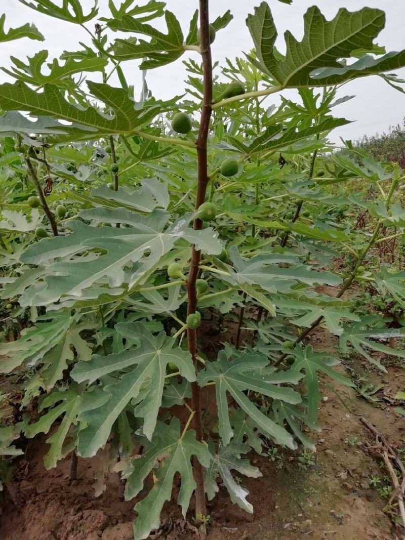 无花果树苗盆栽地栽无花果苗南方北方种植无花果小苗