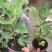 无花果树苗盆栽地栽无花果苗南方北方种植无花果小苗