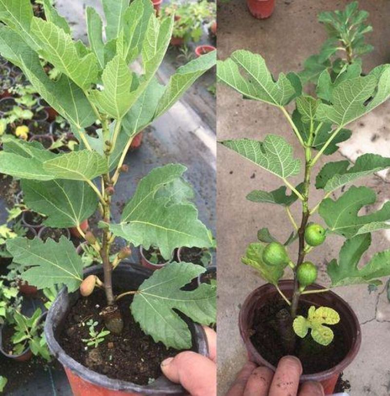 无花果树苗盆栽地栽无花果苗南方北方种植无花果小苗