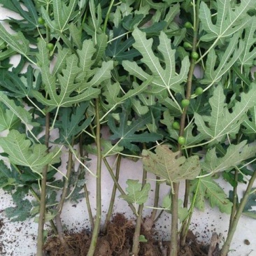 无花果树苗盆栽地栽无花果苗南方北方种植无花果小苗