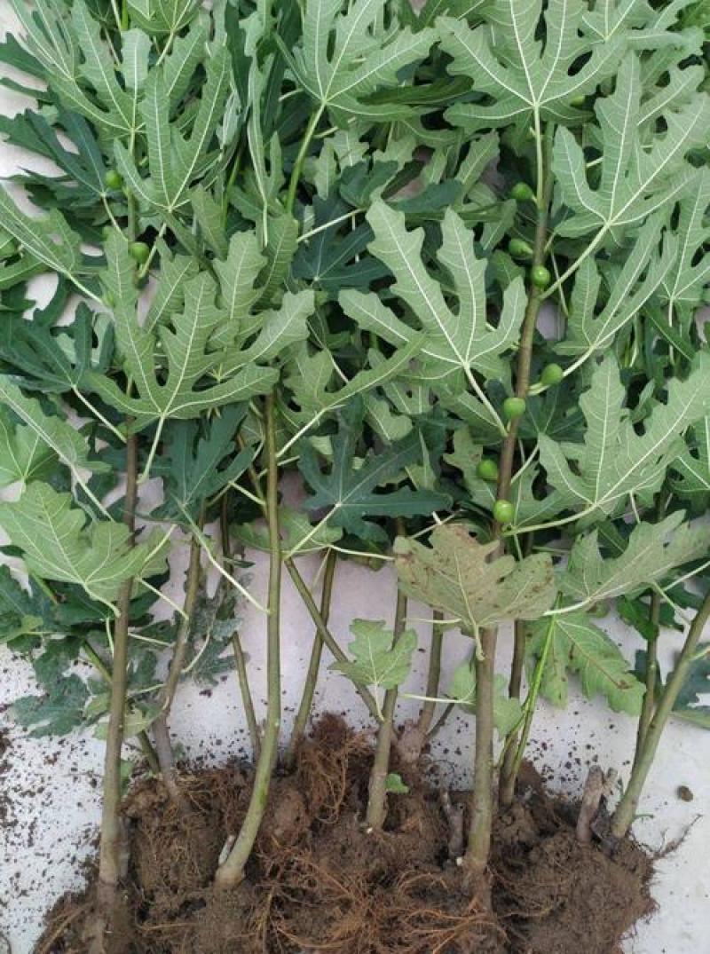 无花果树苗盆栽地栽无花果苗南方北方种植无花果小苗