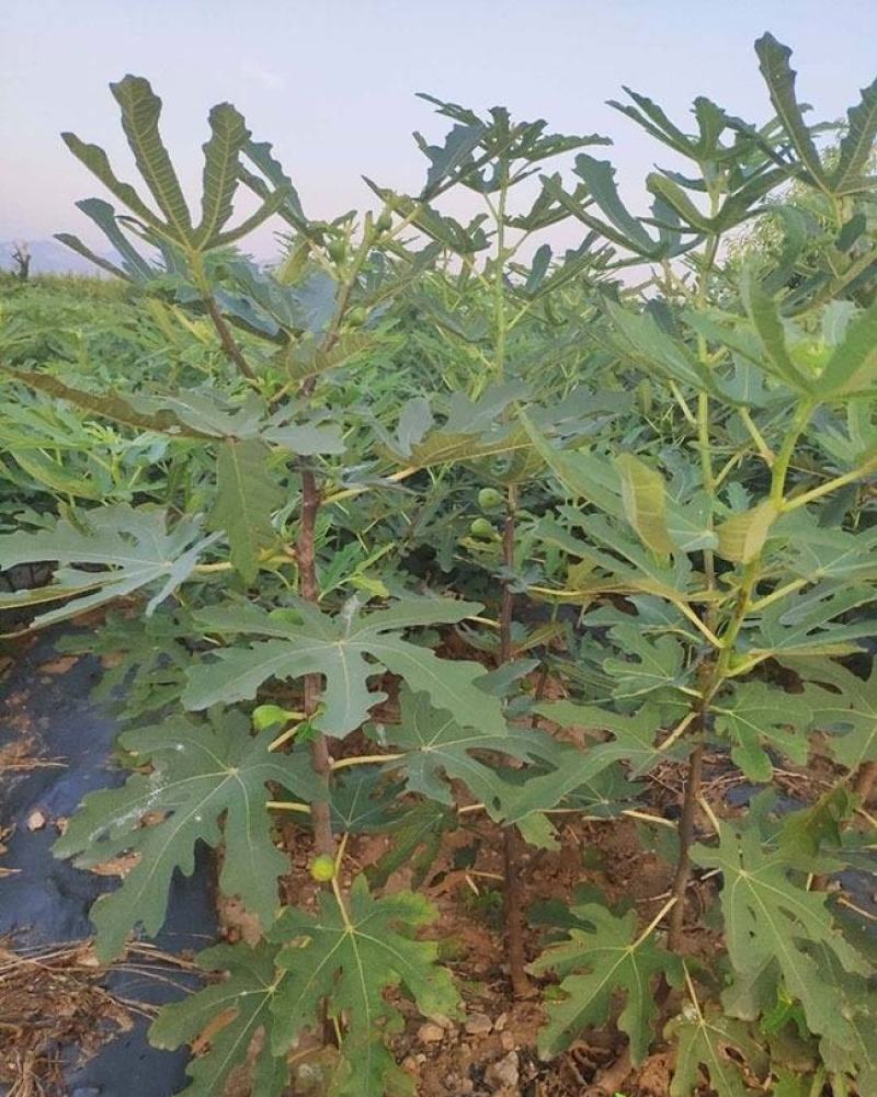 无花果树苗盆栽地栽无花果苗南方北方种植无花果小苗