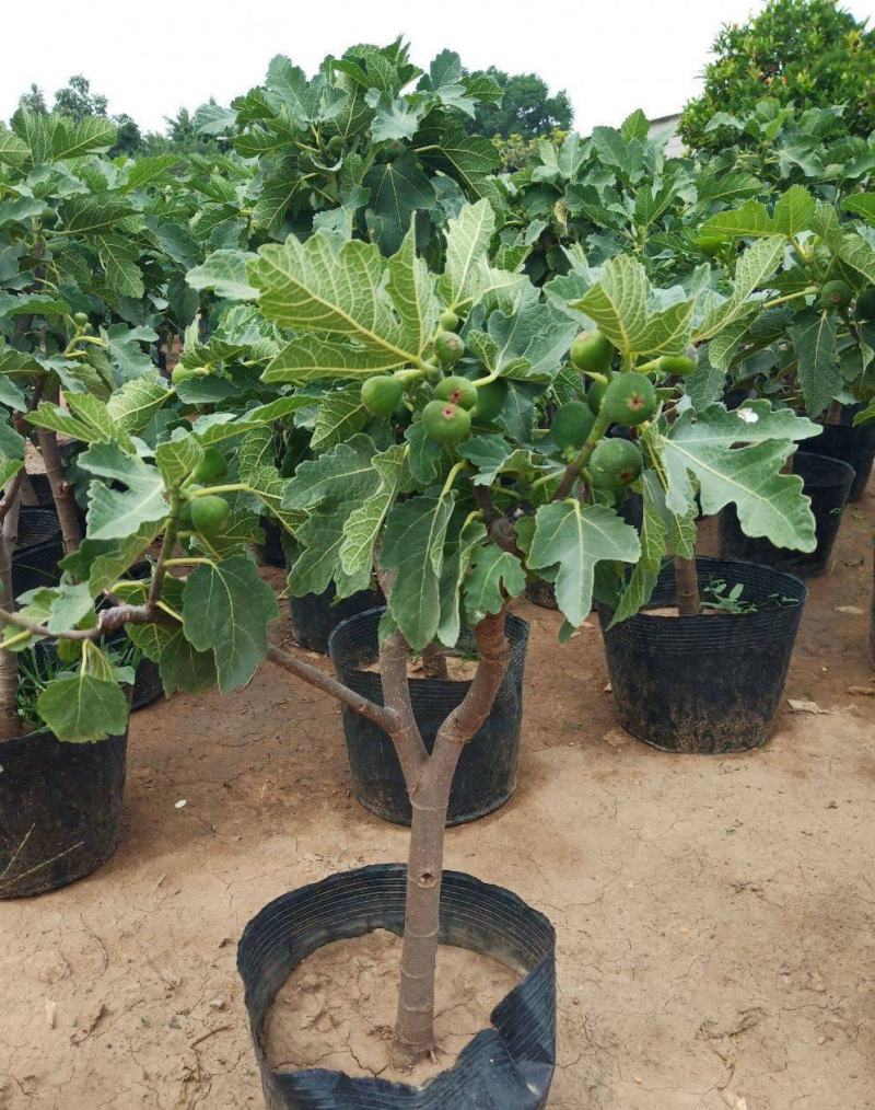 无花果树苗盆栽地栽无花果苗南方北方种植无花果小苗