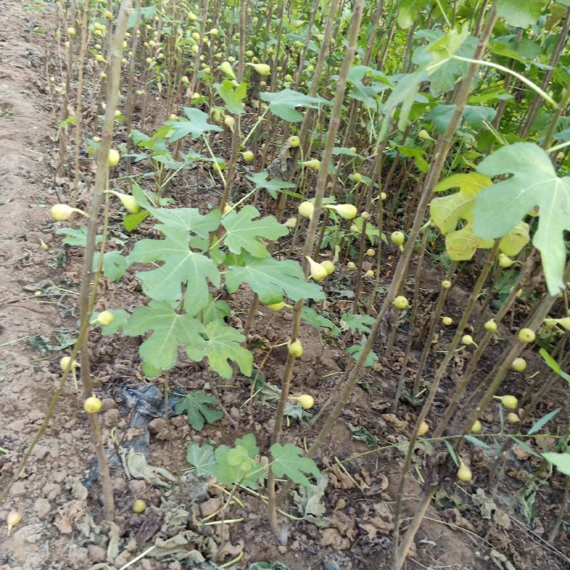 无花果树苗盆栽地栽无花果苗南方北方种植无花果小苗