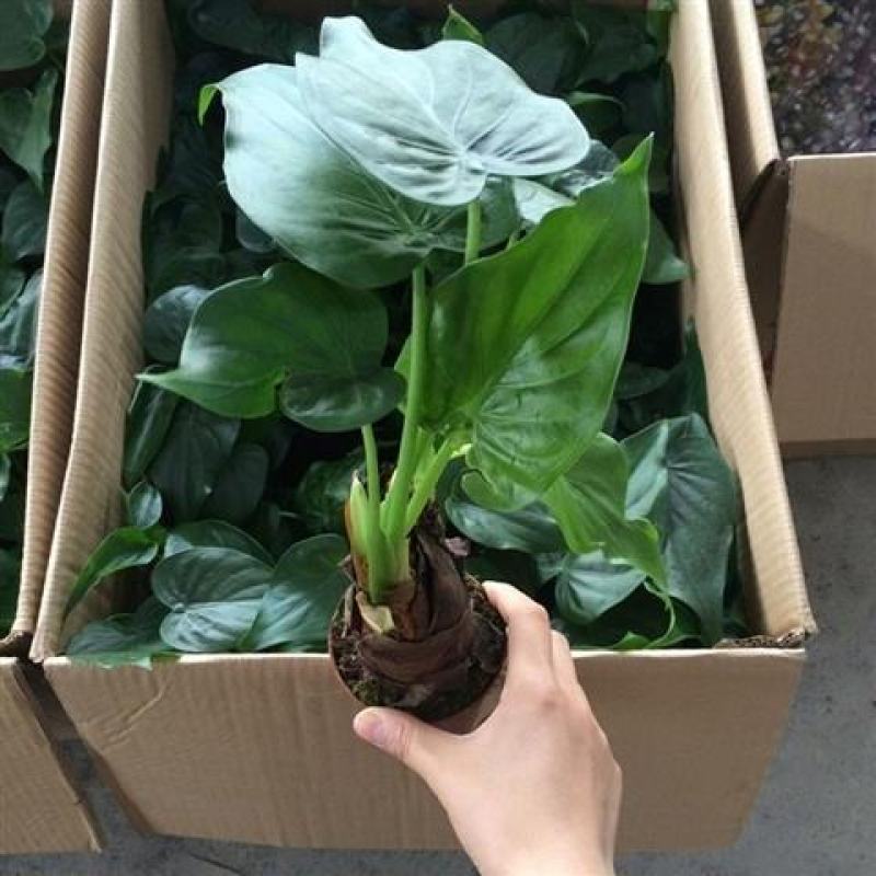 滴水观音大叶型懒人绿植水培植物霸王芋四季常绿芋头花卉盆栽
