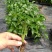 滴水观音大叶型懒人绿植水培植物霸王芋四季常绿芋头花卉盆栽