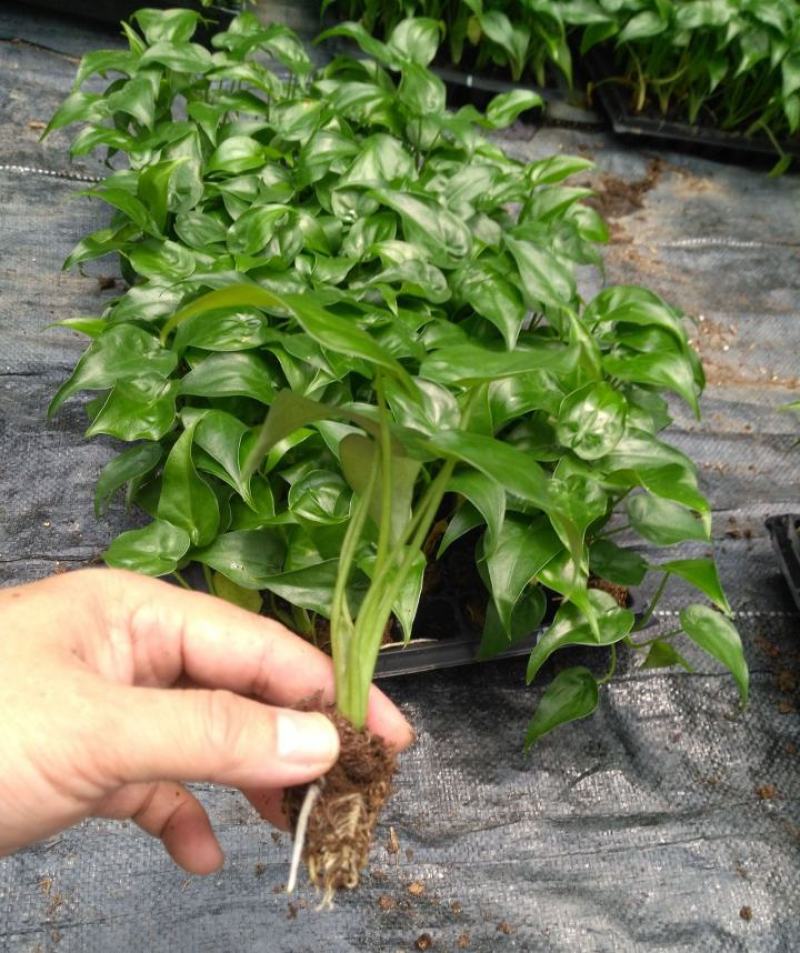 滴水观音大叶型懒人绿植水培植物霸王芋四季常绿芋头花卉盆栽