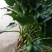 滴水观音大叶型懒人绿植水培植物霸王芋四季常绿芋头花卉盆栽