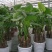滴水观音大叶型懒人绿植水培植物霸王芋四季常绿芋头花卉盆栽