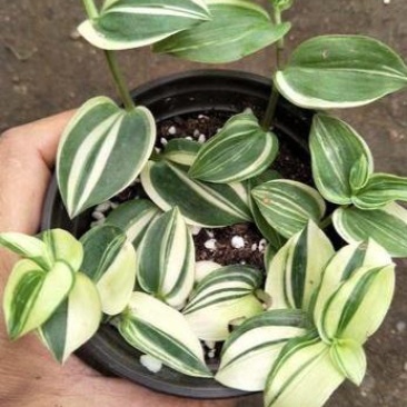 吊兰植物吊竹梅青白玉吊兰油画婚礼垂吊悬挂盆栽观叶植物