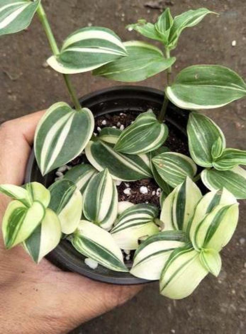 吊兰植物吊竹梅青白玉吊兰油画婚礼垂吊悬挂盆栽观叶植物