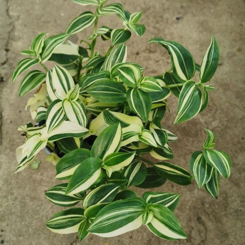 吊兰植物吊竹梅青白玉吊兰油画婚礼垂吊悬挂盆栽观叶植物