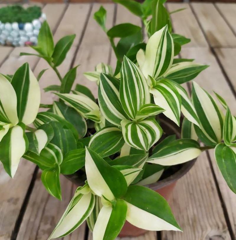 吊兰植物吊竹梅青白玉吊兰油画婚礼垂吊悬挂盆栽观叶植物