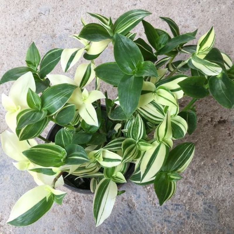 吊兰植物吊竹梅青白玉吊兰油画婚礼垂吊悬挂盆栽观叶植物