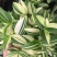 吊兰植物吊竹梅青白玉吊兰油画婚礼垂吊悬挂盆栽观叶植物