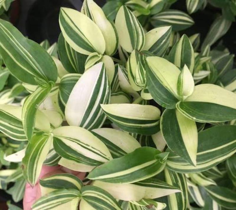 吊兰植物吊竹梅青白玉吊兰油画婚礼垂吊悬挂盆栽观叶植物