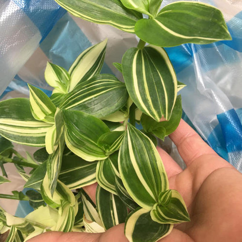 吊兰植物吊竹梅青白玉吊兰油画婚礼垂吊悬挂盆栽观叶植物