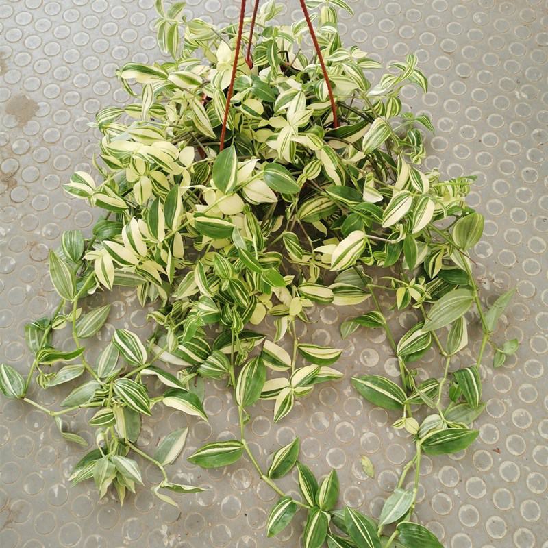 吊兰植物吊竹梅青白玉吊兰油画婚礼垂吊悬挂盆栽观叶植物