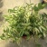 吊兰植物吊竹梅青白玉吊兰油画婚礼垂吊悬挂盆栽观叶植物
