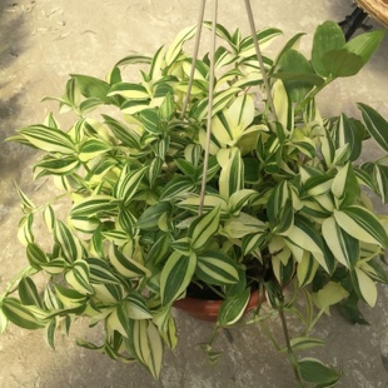 吊兰植物吊竹梅青白玉吊兰油画婚礼垂吊悬挂盆栽观叶植物
