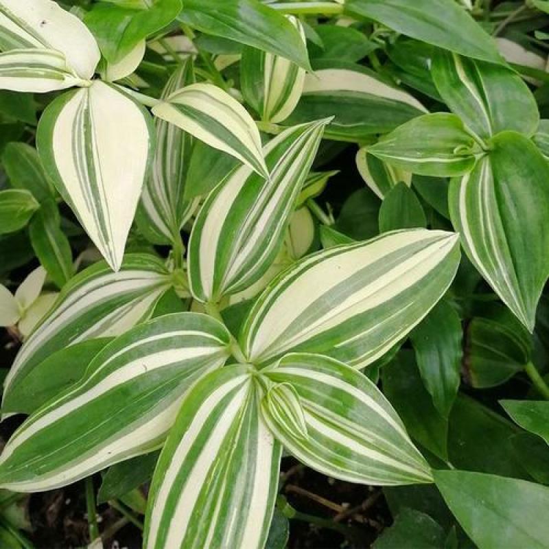 吊兰植物吊竹梅青白玉吊兰油画婚礼垂吊悬挂盆栽观叶植物