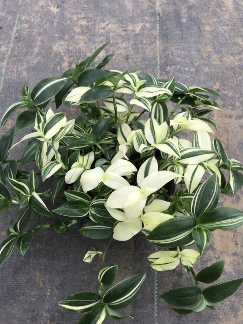 吊兰植物吊竹梅青白玉吊兰油画婚礼垂吊悬挂盆栽观叶植物