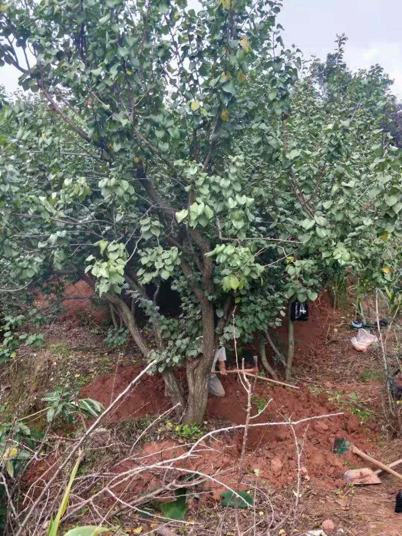 精品“杏树各种规格要求基地直供
