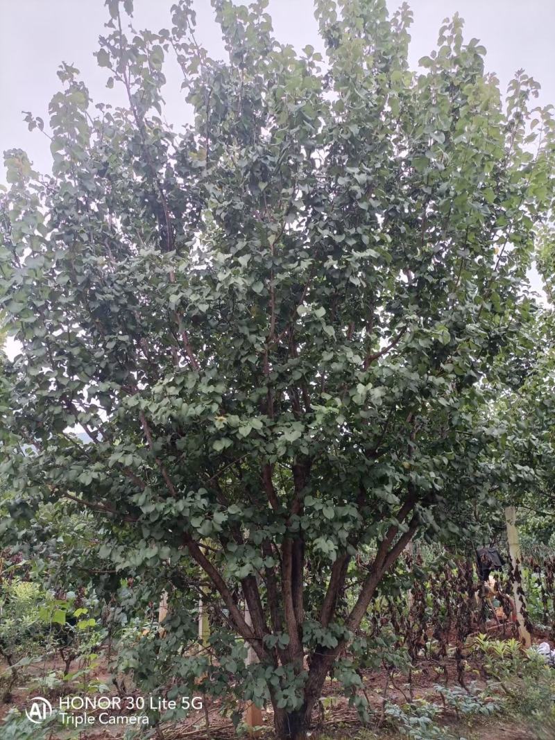 精品“杏树各种规格要求基地直供