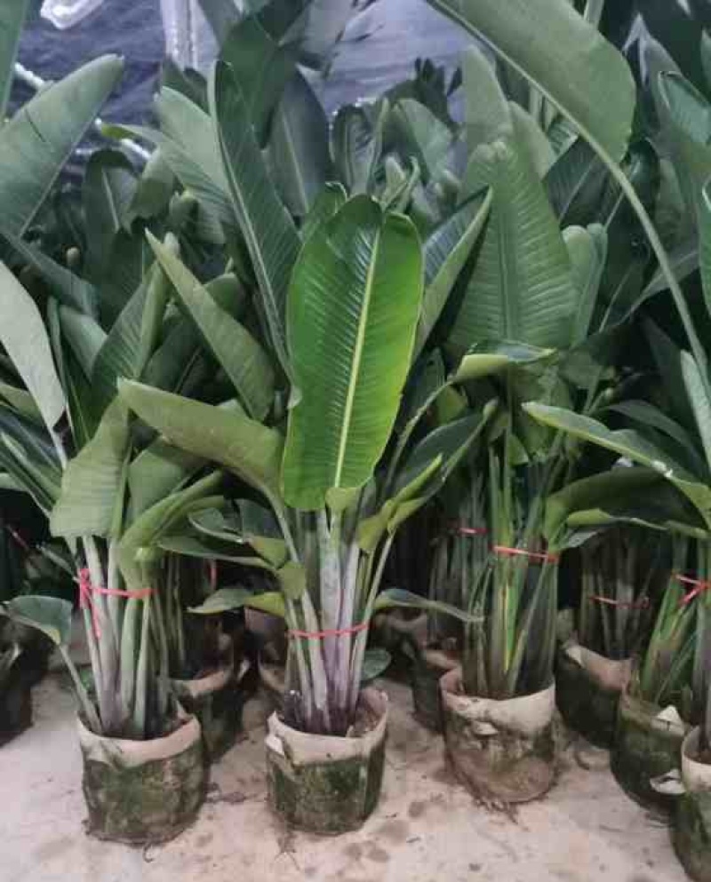 天堂鸟盆栽室内绿植网红鹤望兰大型客厅植物花卉好养四季常青