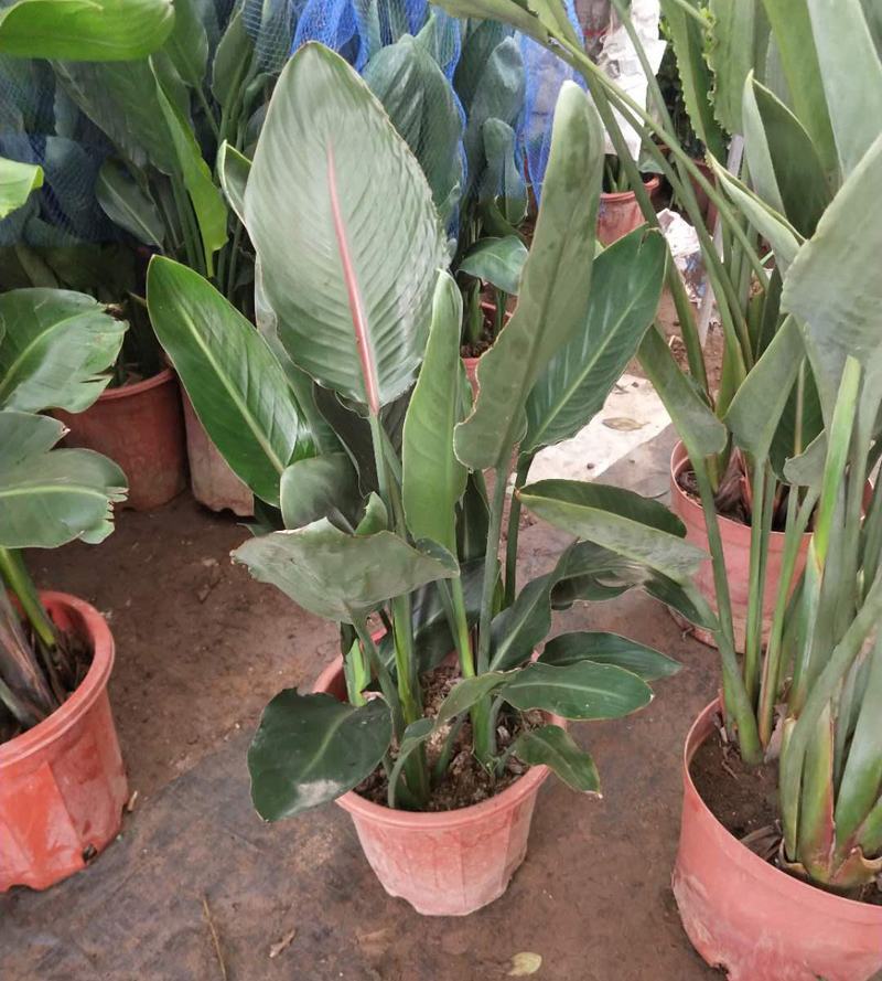 天堂鸟盆栽室内绿植网红鹤望兰大型客厅植物花卉好养四季常青