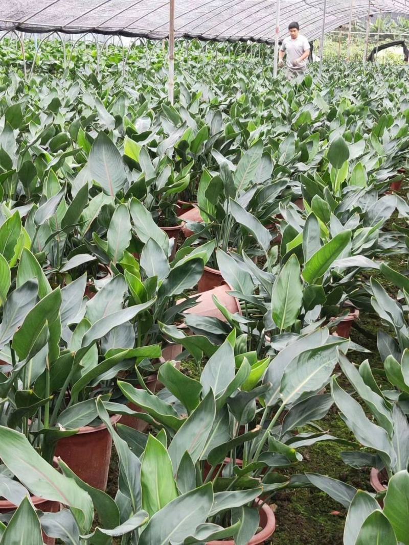 天堂鸟盆栽室内绿植网红鹤望兰大型客厅植物花卉好养四季常青