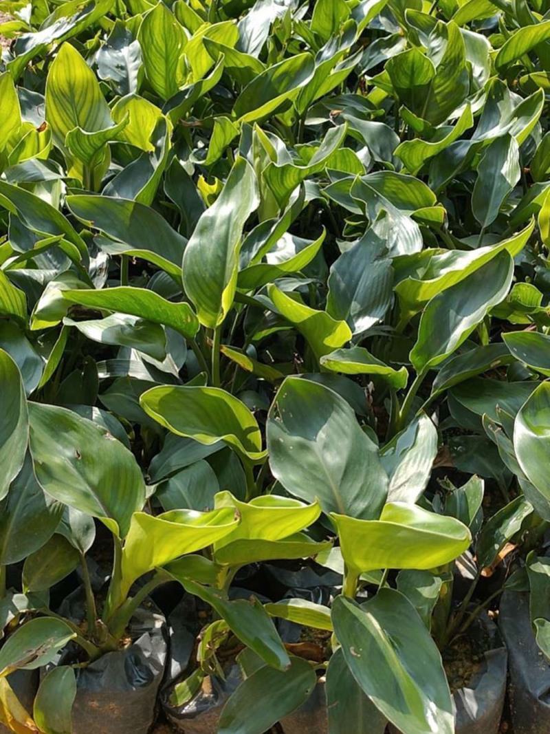 天堂鸟盆栽室内绿植网红鹤望兰大型客厅植物花卉好养四季常青