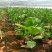 天堂鸟盆栽室内绿植网红鹤望兰大型客厅植物花卉好养四季常青