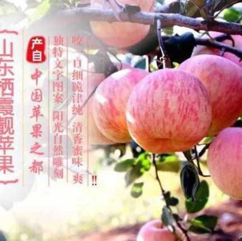 💋清库处理红富士😘信誉企业，值得信赖