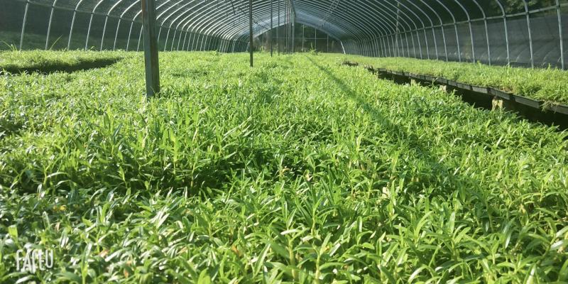 铁皮石斛苗石斛苗霍山石斛苗铁皮石斛苗米斛苗基地直发优良品