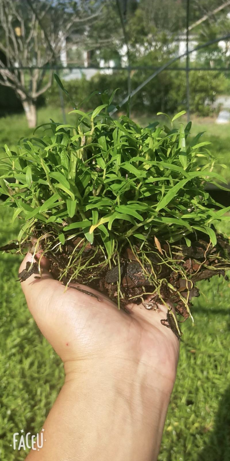 铁皮石斛苗石斛苗霍山石斛苗铁皮石斛苗米斛苗基地直发优良品