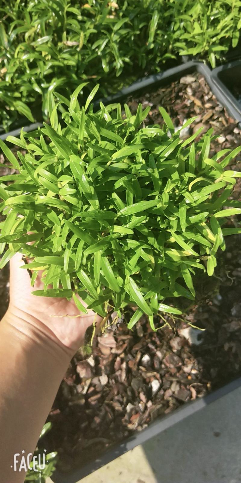 铁皮石斛苗石斛苗霍山石斛苗铁皮石斛苗米斛苗基地直发优良品